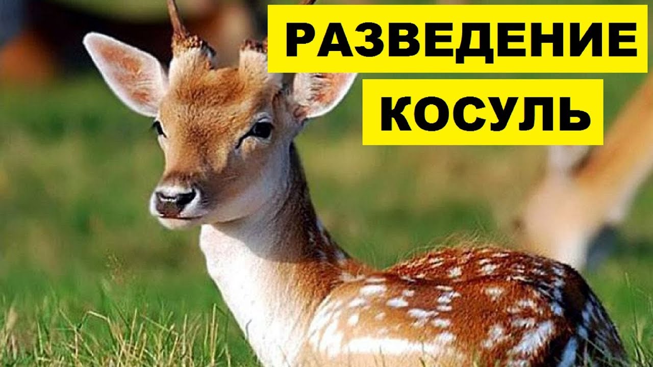 Разведение и содержание косуль как бизнес идея