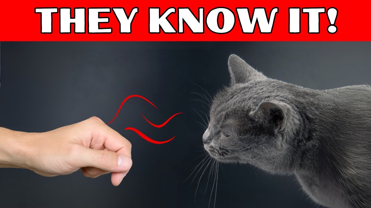 How Your Cat Reads People: The Science of Feline Intuition