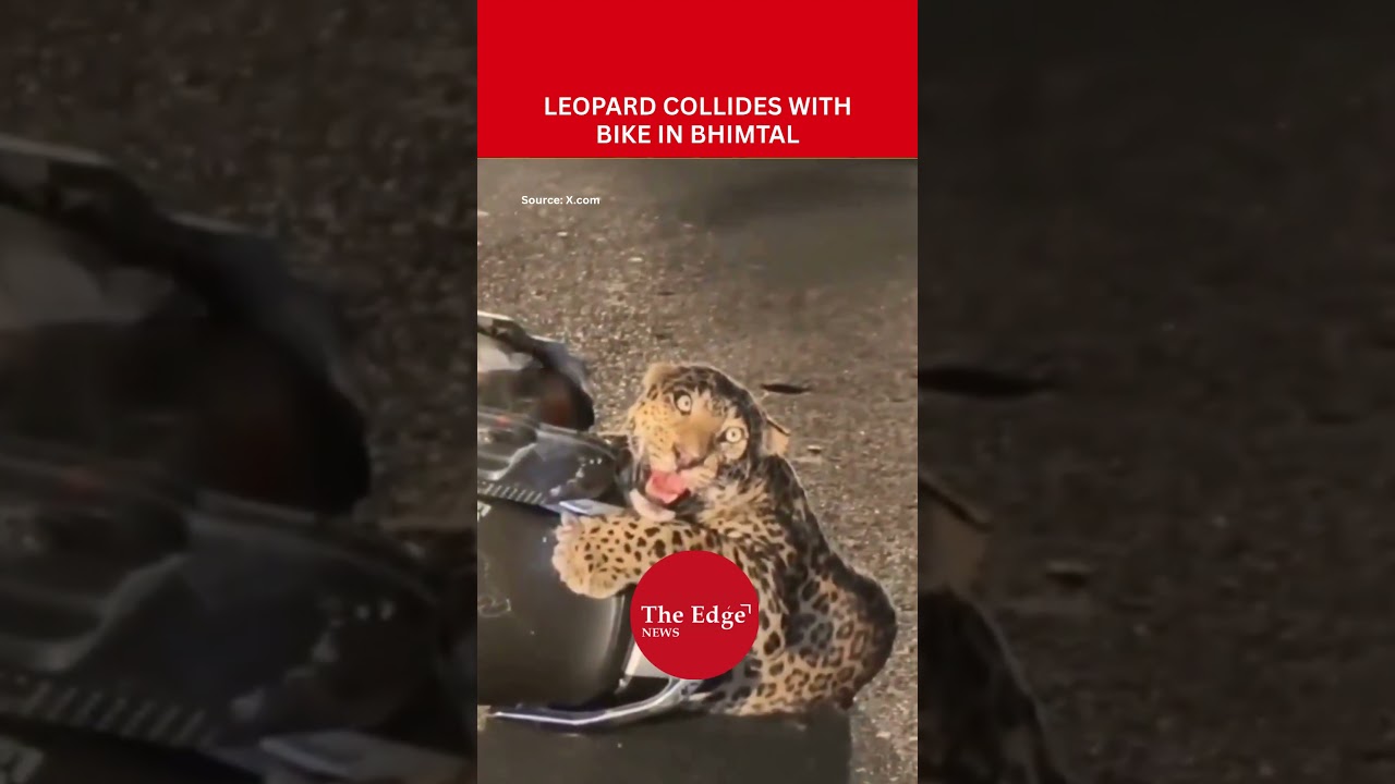 Leopard Collides With Bike in Bhimtal | Couple Escapes, Forest Team Rescues Animal
