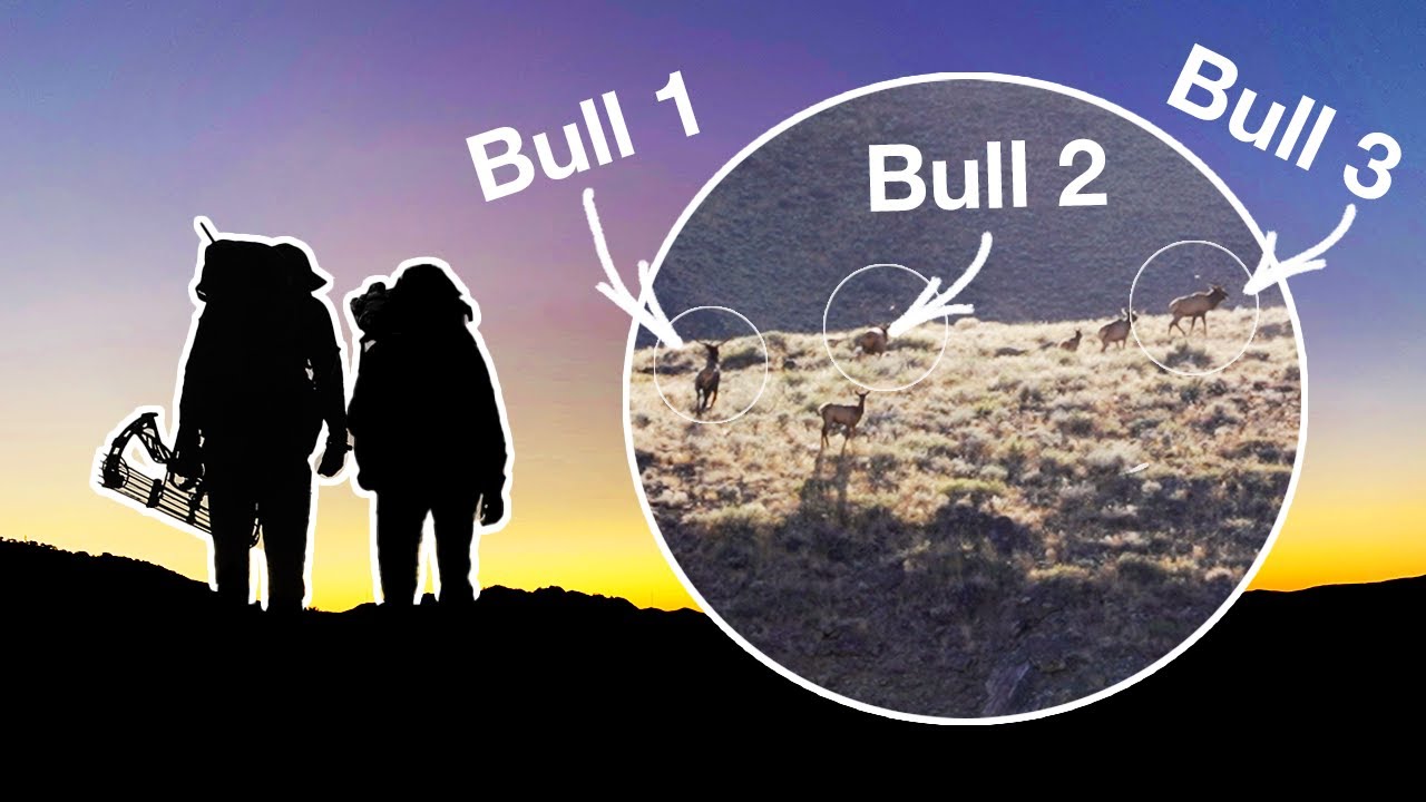 THREE 6-point BULLS - CLOSE Range! | Archery Elk 2020