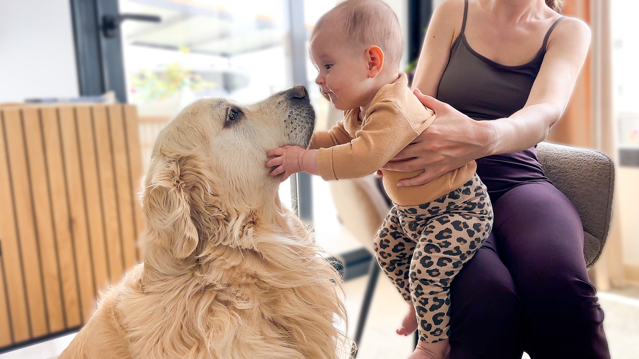 Golden Retriever Reacts to Baby Touching Him &mdash; So Cute