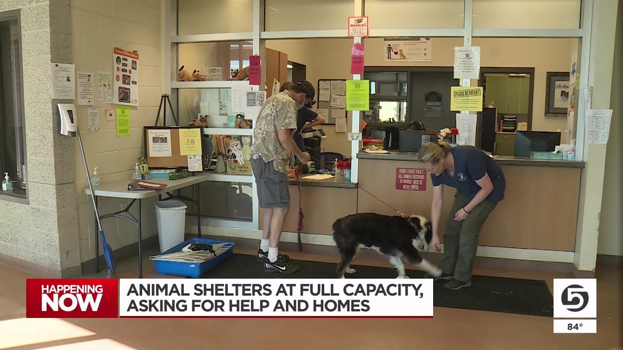 Animal shelters struggle against overflow of abandoned pets