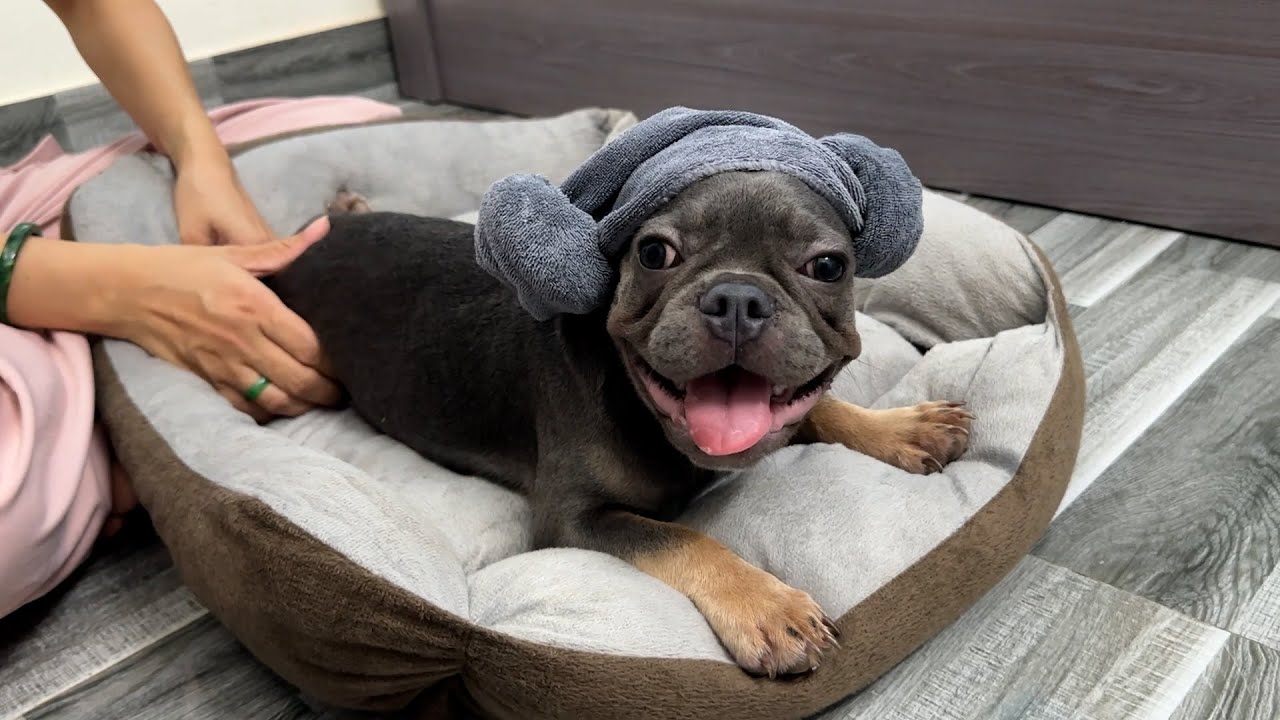 Mun dog's happy time is being massaged by mom | Funny Dog Video