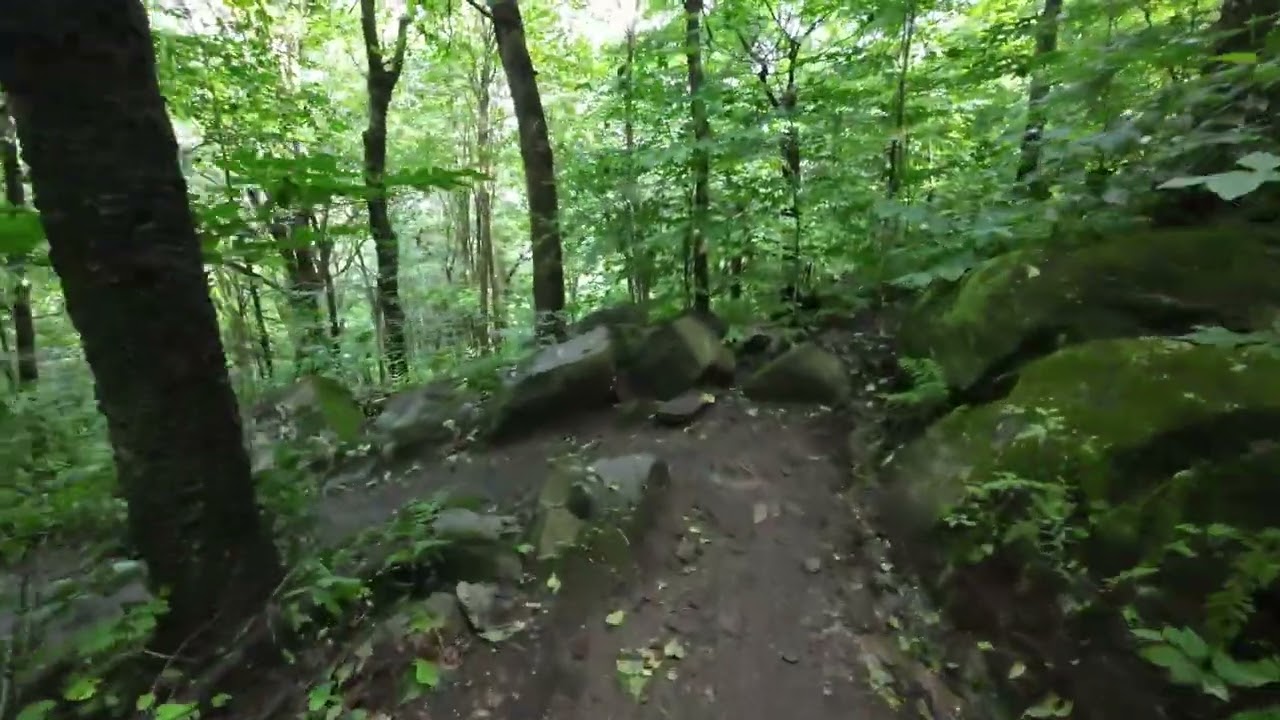 Relaxing Forest Walk in 4K