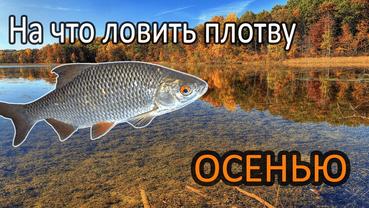 Ловля осенней плотвы / Снасти / прикормка / приманки