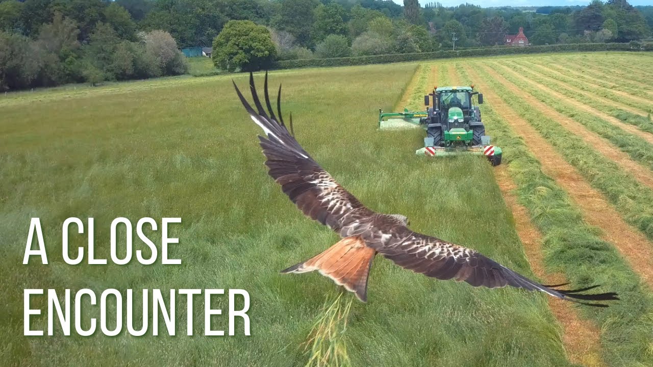 Mowing hay in 2021!!