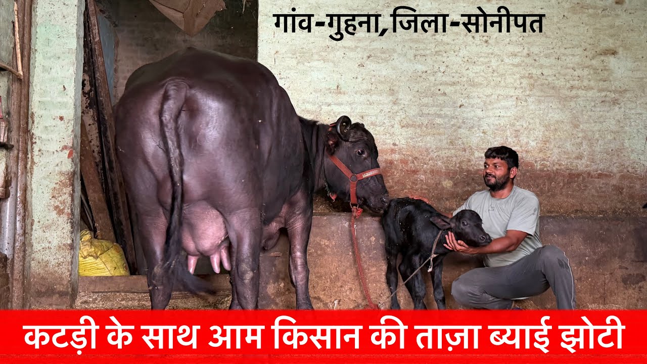 🔴अजय भाई 10 लाख नी मांगूंगा-रेट बेचने वाला ही करूंगा👉कटड़ी वाली ताज़ा ब्याई झोटी।LADLA☎️8307115959