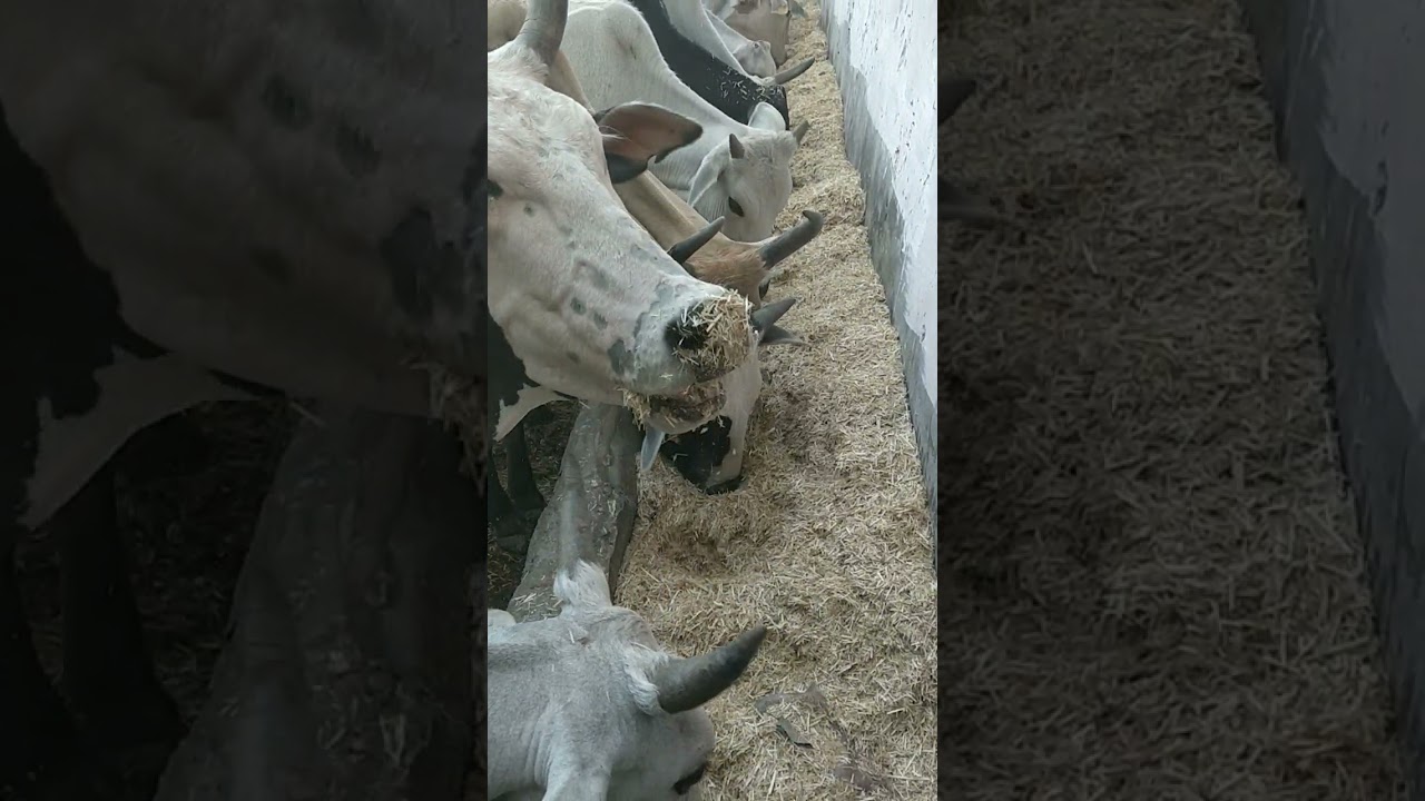 Jai Gaumaata jai Gopala #Gaumata #Gaugrass #Uttrakhand #Seva #support #desigauraksha