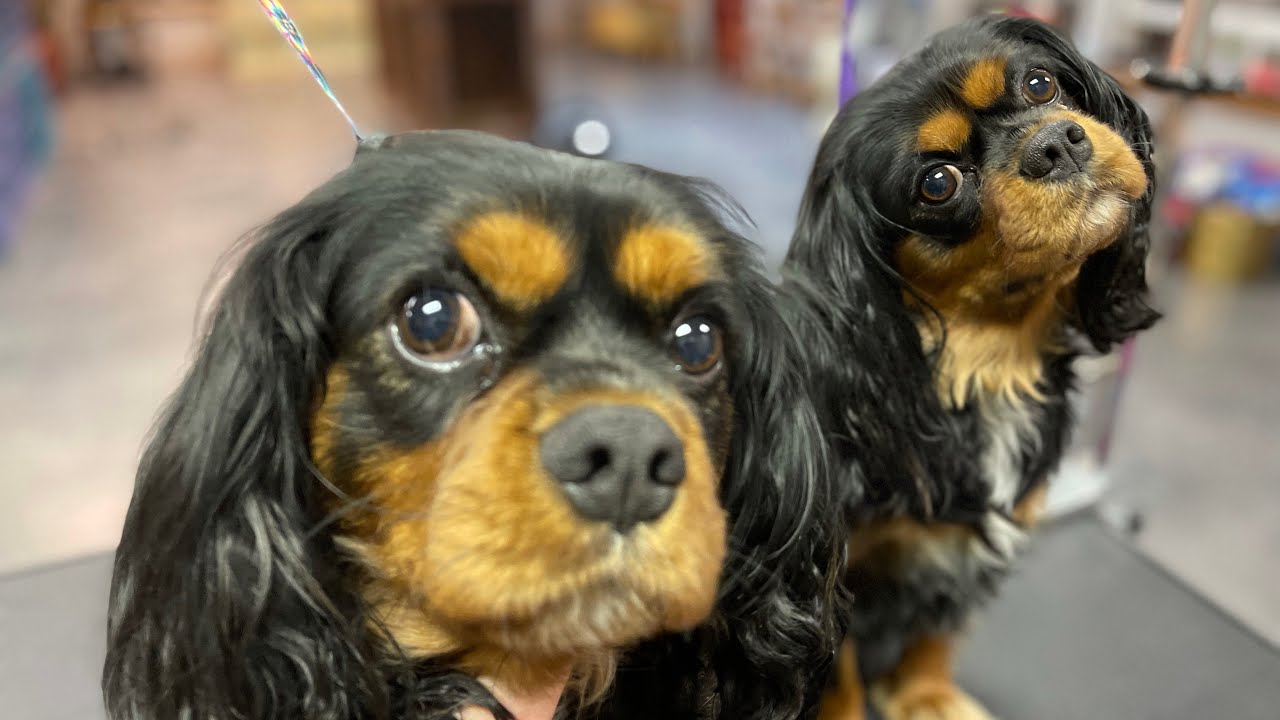 Watch Me Groom Two Dogs At The Same Time | Graffiti Grooming