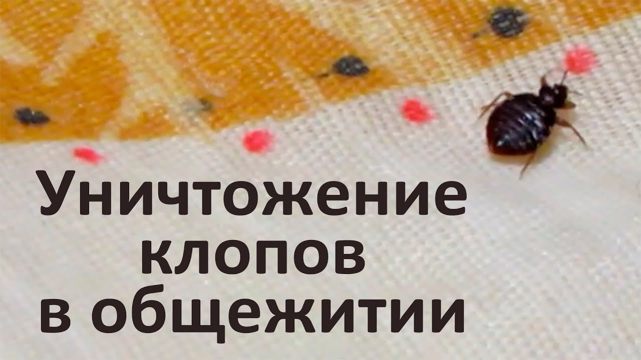 Уничтожение клопов в общежитии (осторожно: много клопов!)