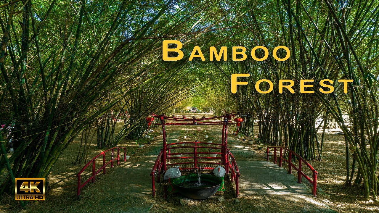 [4K] Discover the Instagrammable Bamboo Forest of MEDELLIN | CEBU.PH