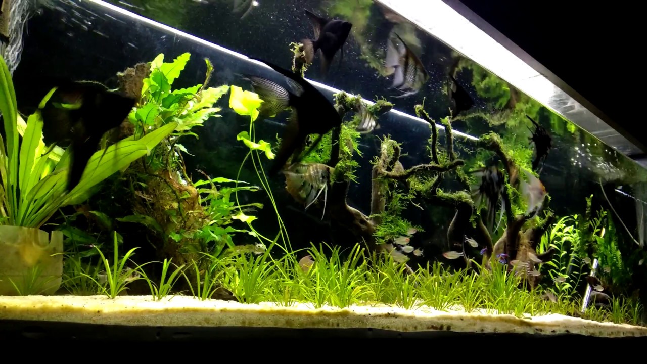 Cambiando cabeza de poder de un Filtro Canister parte 2