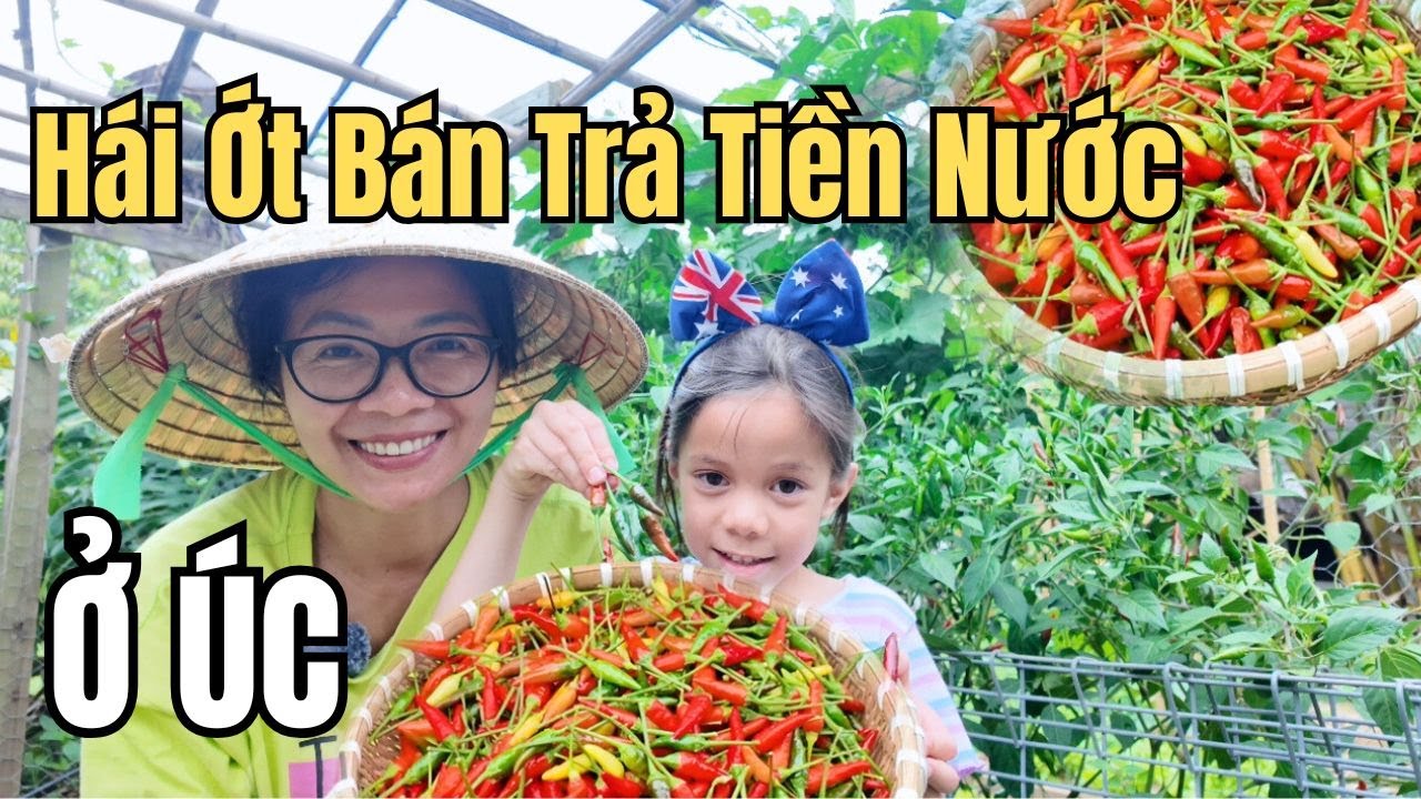 Cuộc Sống Úc - Ớt Hiểm Sai Trĩu Quả Ở Úc - Hai Mẹ Con Hái Ớt Bán Kiếm Tiền Trả Hoá Đơn Nước