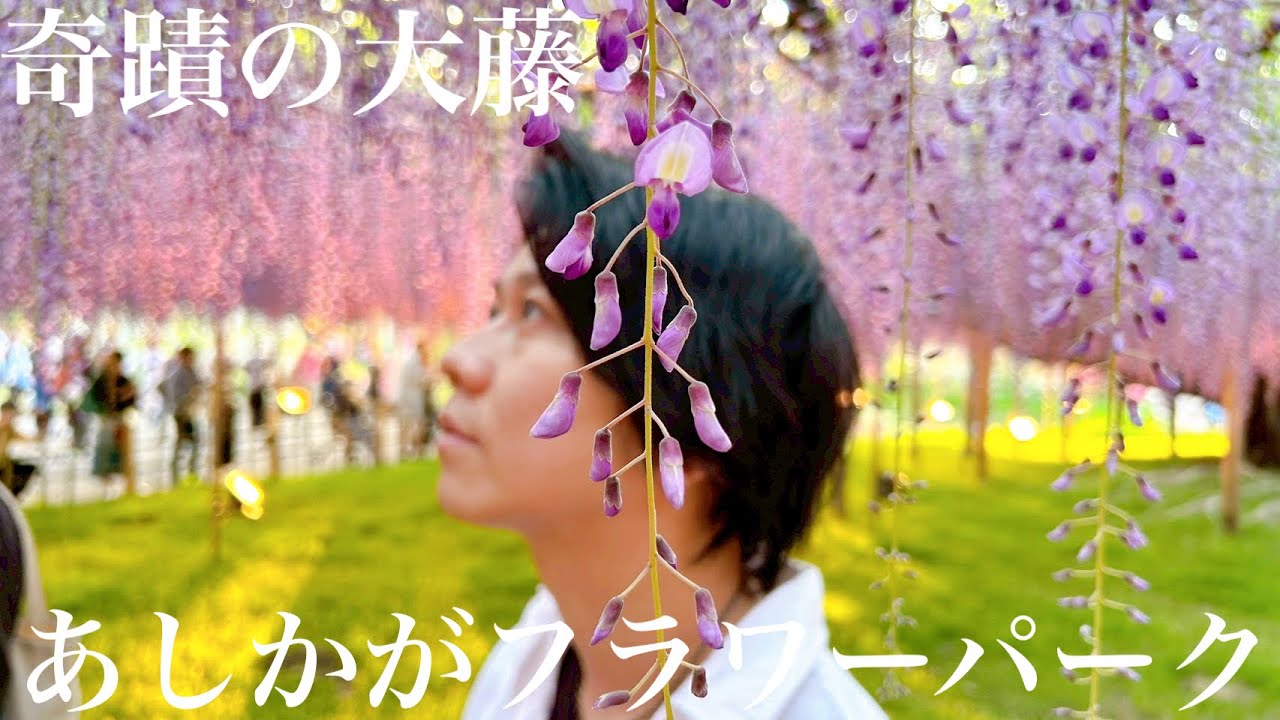 【あしかがフラワーパーク】奇蹟の大藤に感動！満開の大藤まつり2025 GW 【Ashikaga Flower Garden Japan 2025】