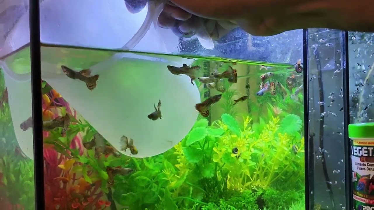 TUDO sobre LEBISTES / GUPPYS - pH - GH - KH - TEMPERATURA 🌡  - D0ENÇAS - ALIMENTAÇÃO dos peixes
