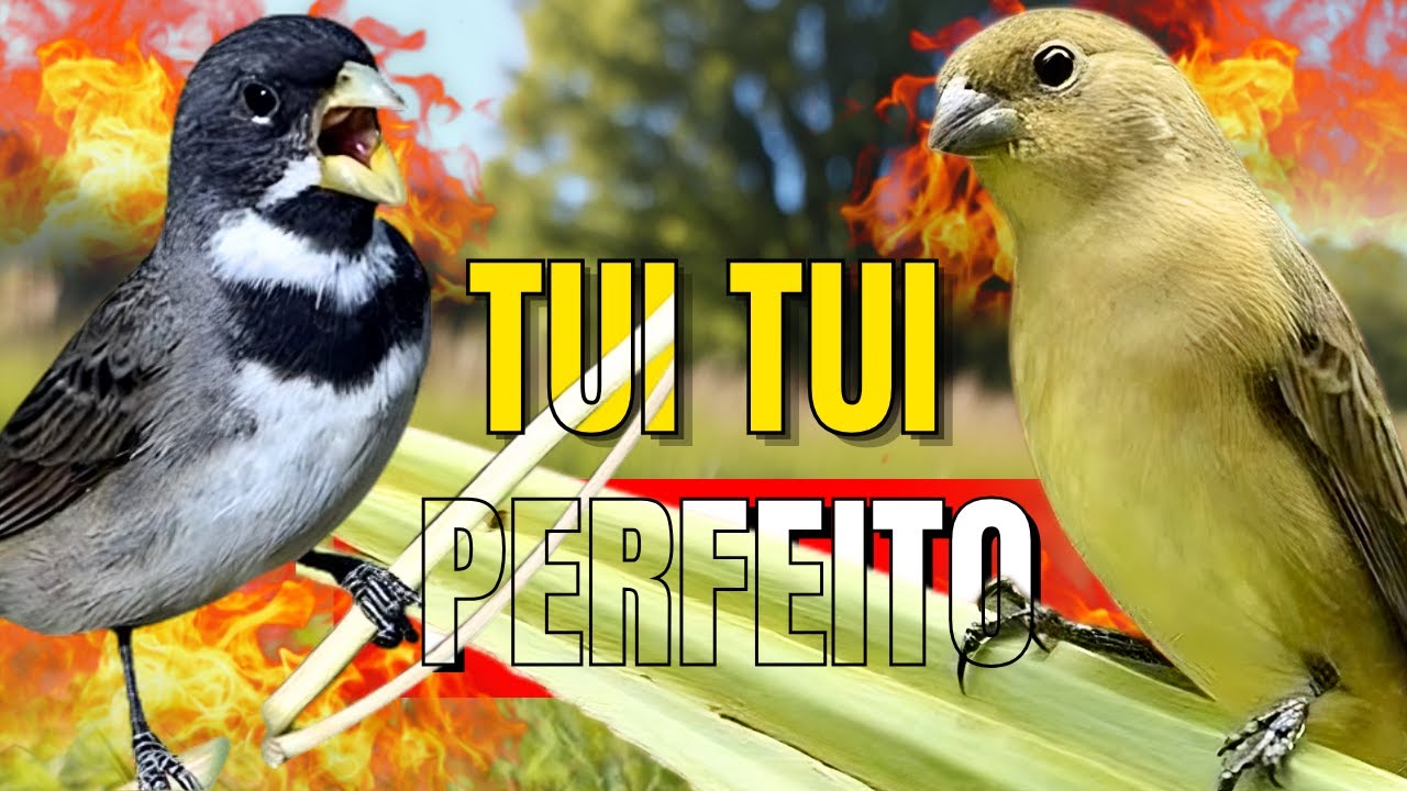CANTO DO COLEIRO TUÍ TUÍ PRERFEITO COM FÊMEA CHAMANDO PRA ESQUENTAR COLEIRO TUÍ TUÍ COLEIRO TUÍ TUÍ