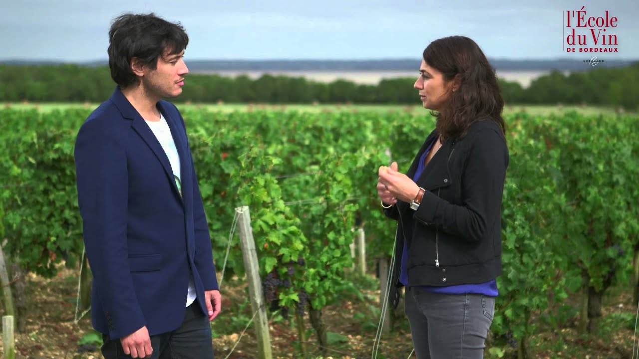 The M&eacute;doc and Graves: What makes these wines so unique?