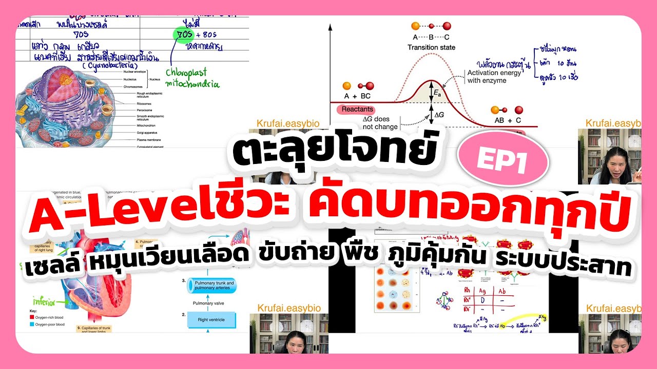 ตะลุยโจทย์ชีวะ A-level คัดบทออกทุกปี เซลล์ หมุนเวียนเลือด ขับถ่าย พืช ภูมิคุ้มกัน ระบบประสาท EP.1