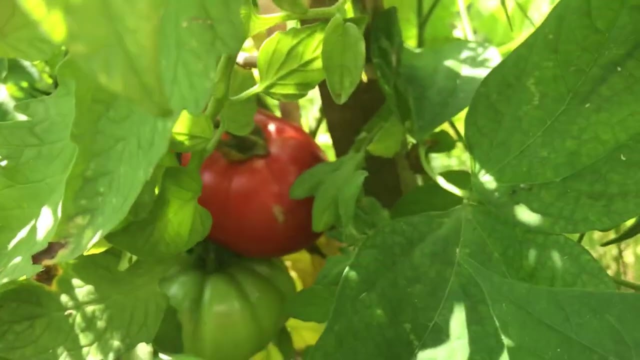Mon jardin Marseillais de juin 2023