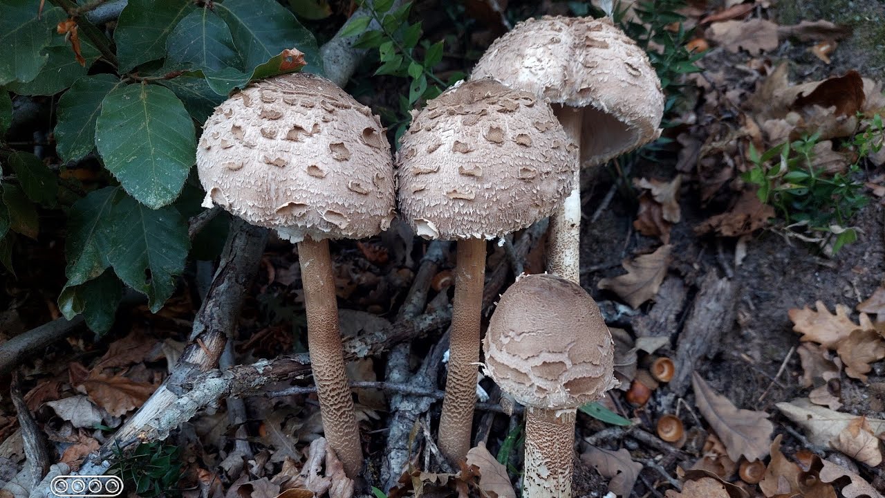 Macrolepiota procera (şemsiye mantarı)