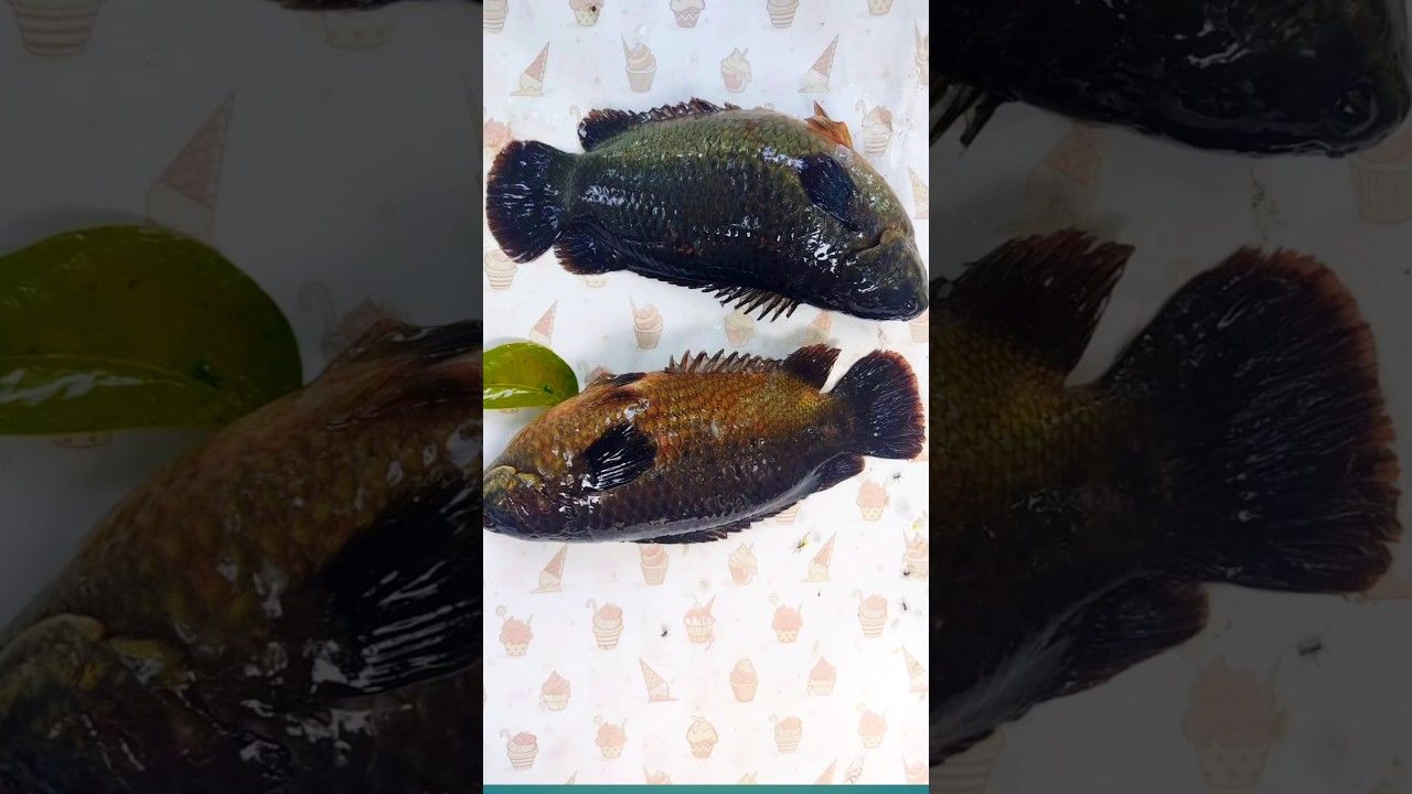 huge anabas fish🐟 |Climbing perch                      #fish #fishing  #fishingvideo