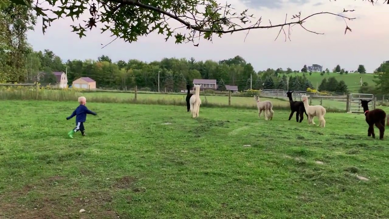 Alpacas running scared from 4 year old Luca 