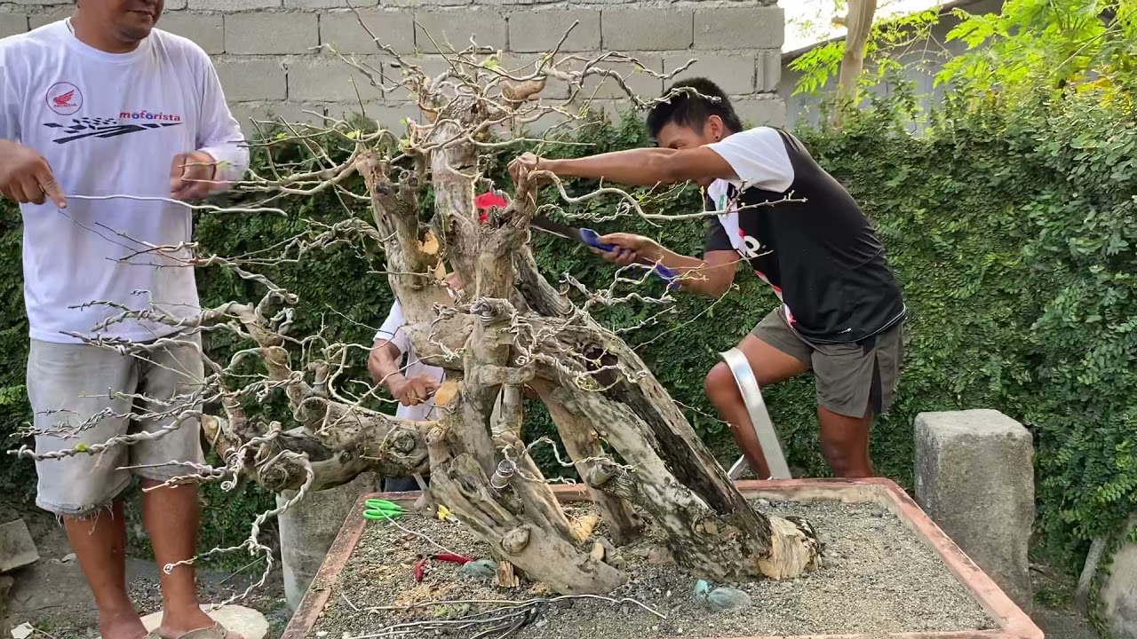 BOUGAINVILLEA update