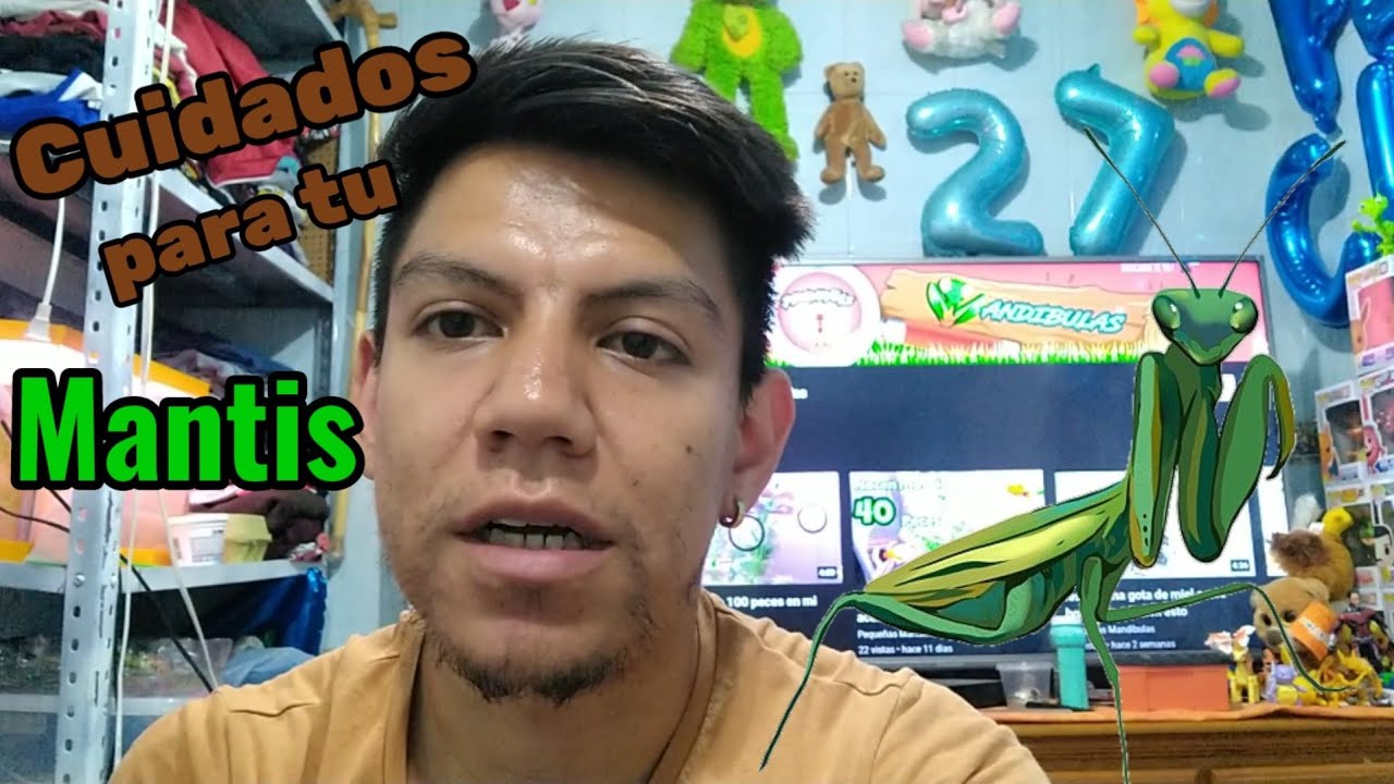 Cuidados para las mantis religiosas y tips b&aacute;sicos pero muy &uacute;tiles