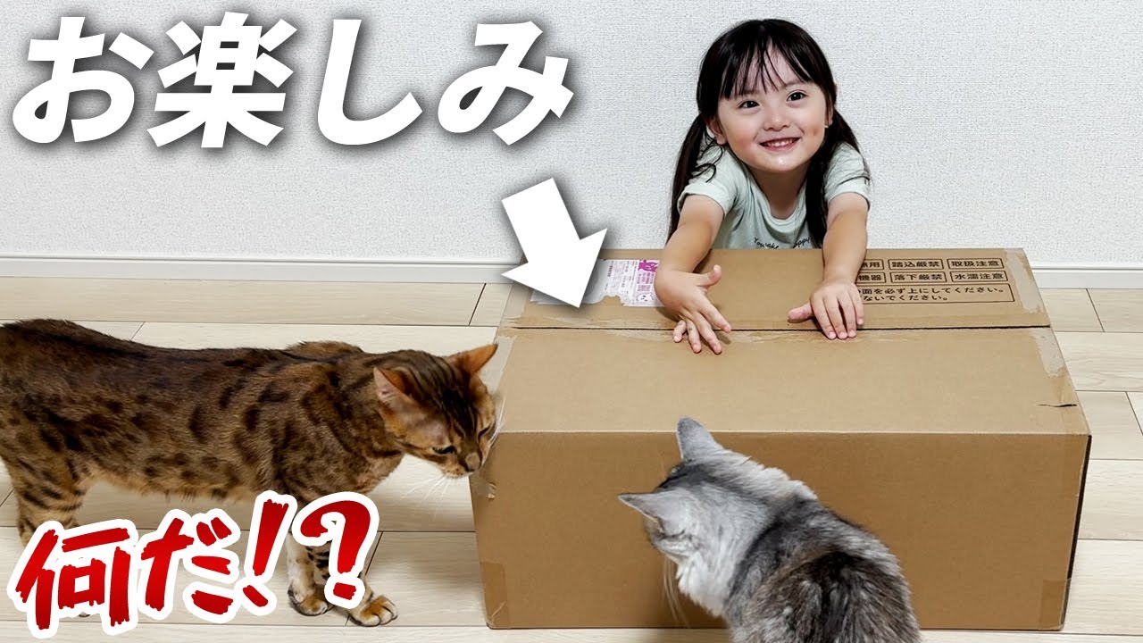壁が大画面に！？はじめてのプロジェクターに興味津々な猫たちと、つい猫になっちゃう5歳娘
