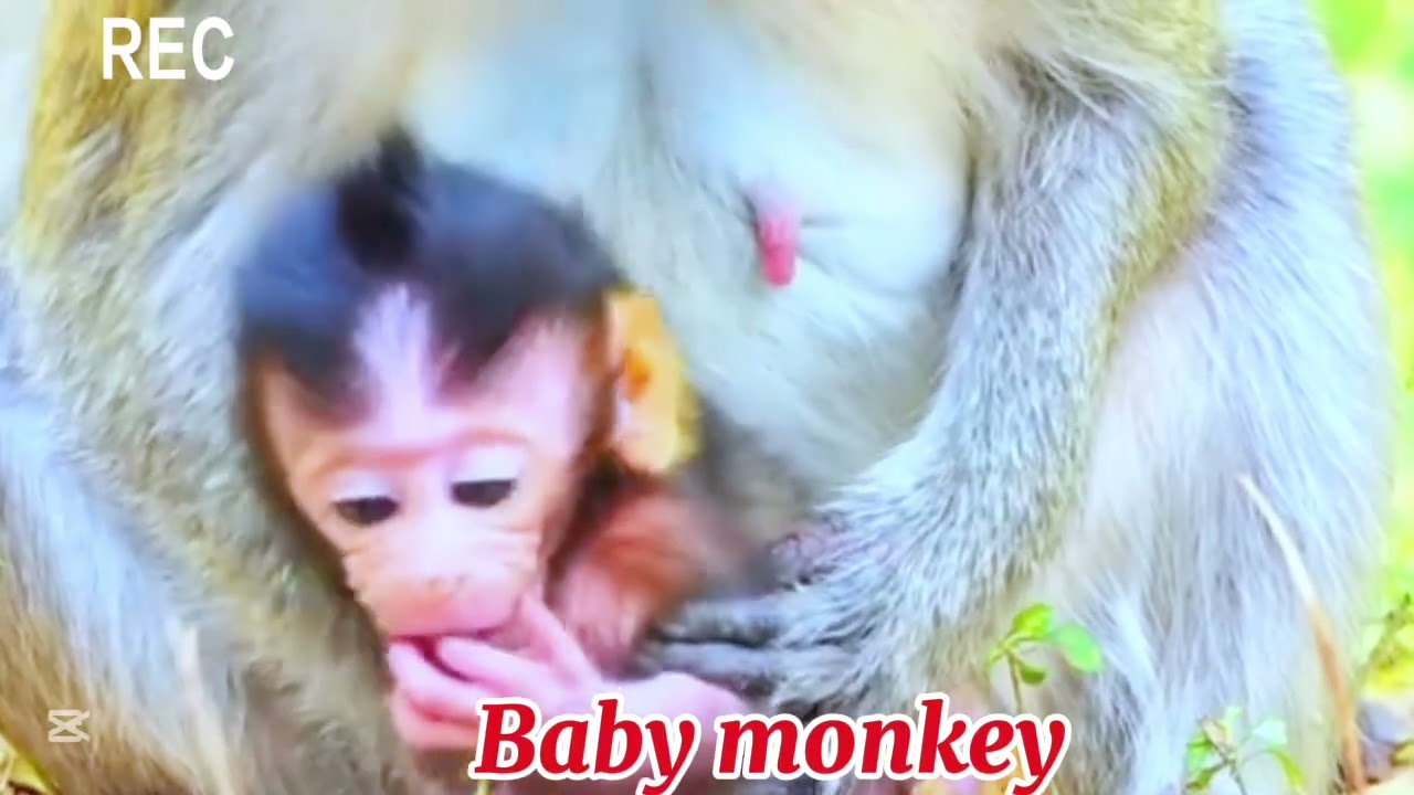 Amazing animals in live forest #monkey #babymonkey #babyanimal #animals #funny #AnimalsLover #kind