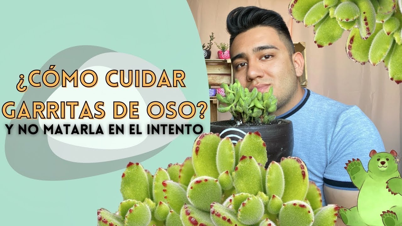 🐻 Suculenta Garrita de Oso (Cuidados, propagación, y más) | Sucumania