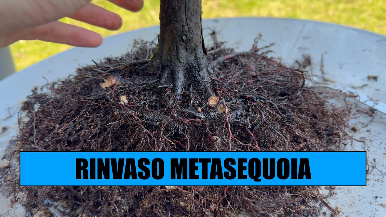 RINVASO METASEQUOIA BONSAI - Marzo 2026