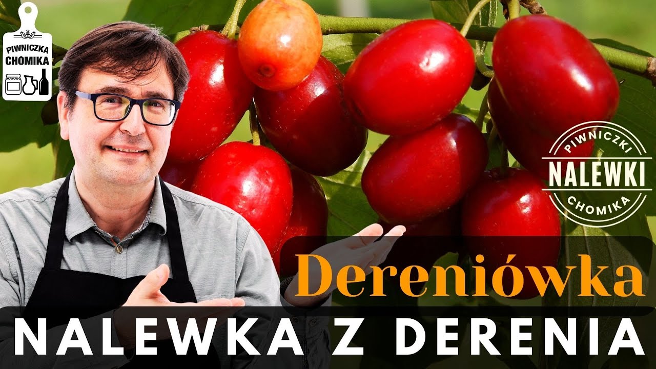 Nalewka z derenia, czyli dereniówka. Pyszna, zdrowa i z ciekawą historią. Zobacz, jak ją zrobić