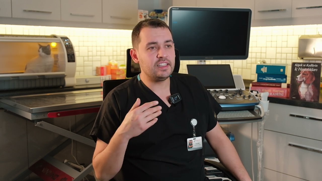 Kediler Neden Böyle Davranıyor? | 3 Dakikalık Davranış Rehberi 🐱🧠
