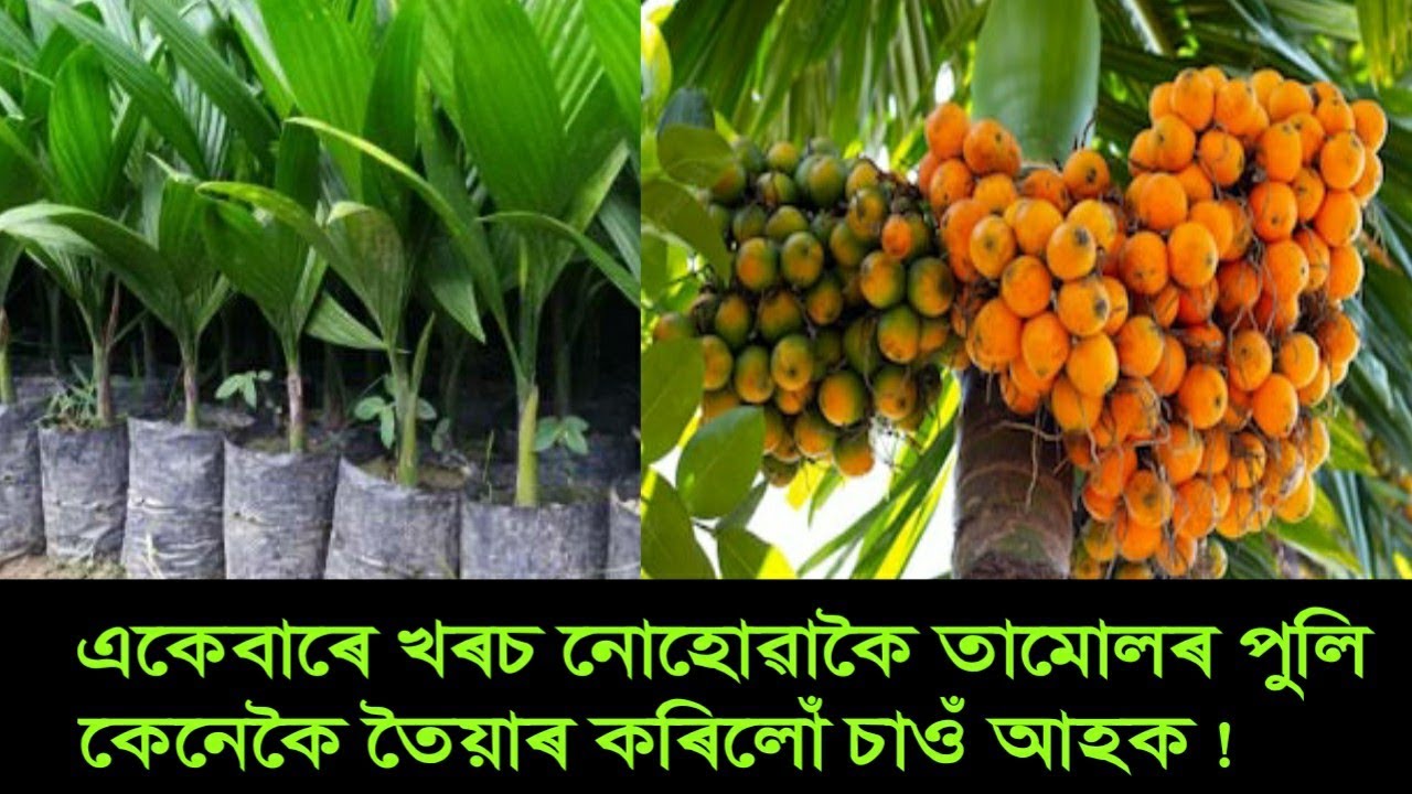 Areca Nut Farming Assam/ Betel Nut Farming In Assam / তামোলৰ পুলি তৈয়াৰ কৰিলোঁ / Tamul Kheti