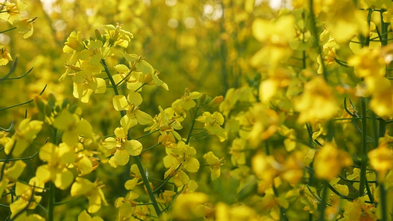 Beautiful Yellow Plants, Rapeseed, Field Landscape, Nature,Background video,4k,VJ Loop,Video Footage
