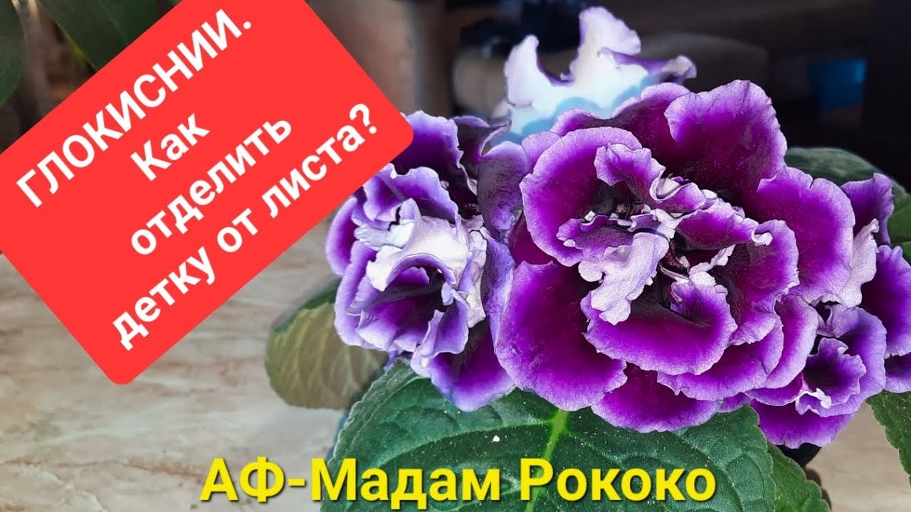Глоксинии.Как отделить детку от листа.