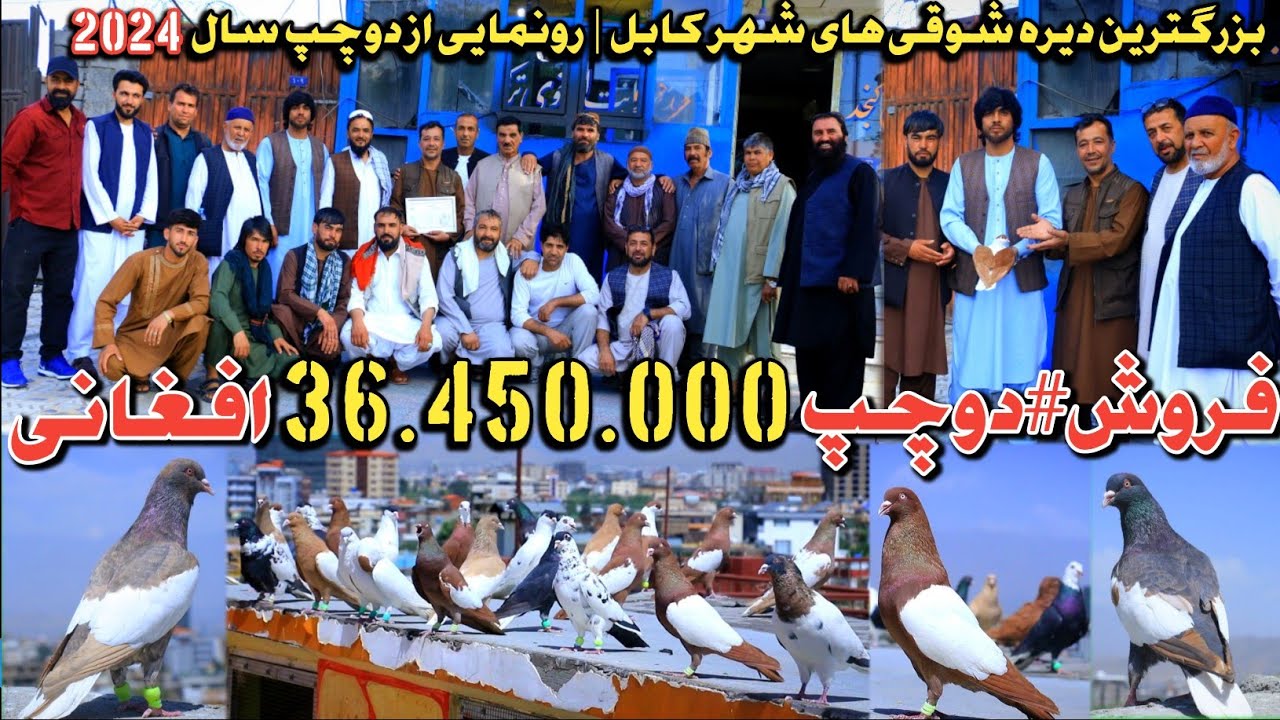 فروش تاریخی کفتر دوچپ به قیمت 36,450,000 افغانی|قصه و خاطرات ۵۰ سال قبل شوق مردم کابل|رونمایی #دوچپ