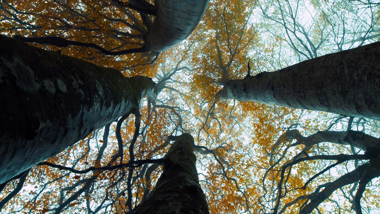 The Weight that Trees Don't Hold