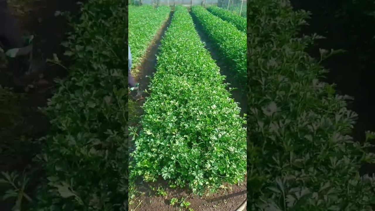 panen seledri ..joss | bamby | musim hujan