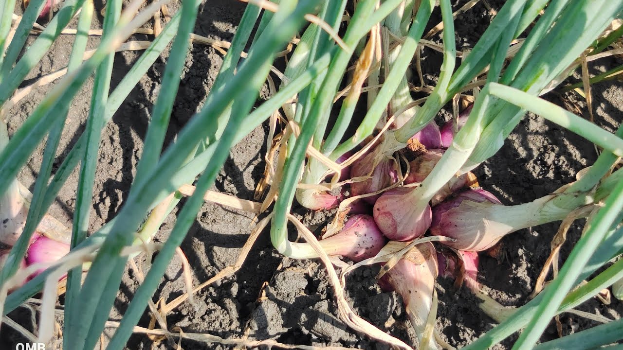 umur +- 50 HSt Bawang Merah Nganjuk Dengan Perawatan Extra gang Sehari Obat 5x pemupukan