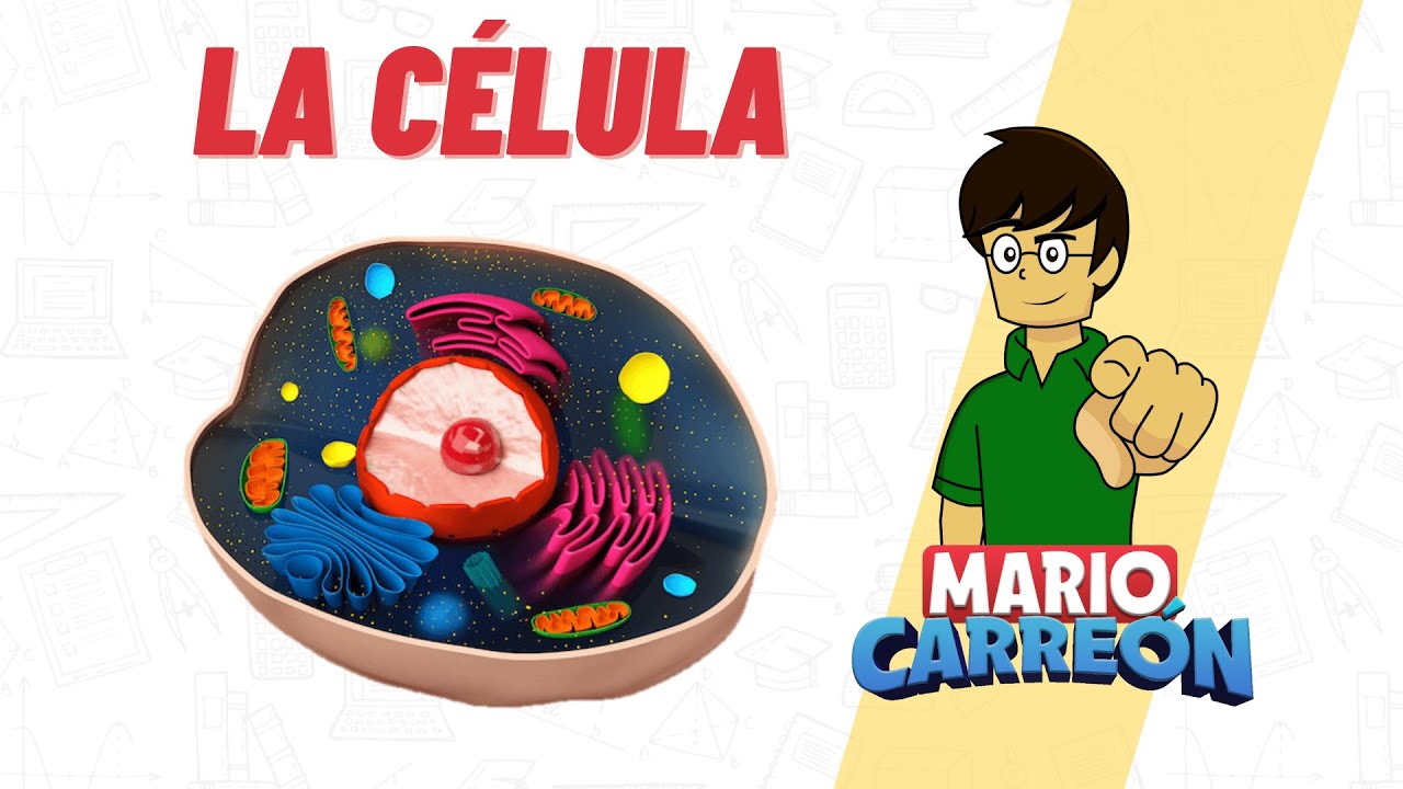 La C&eacute;lula: estructura, partes y funciones.