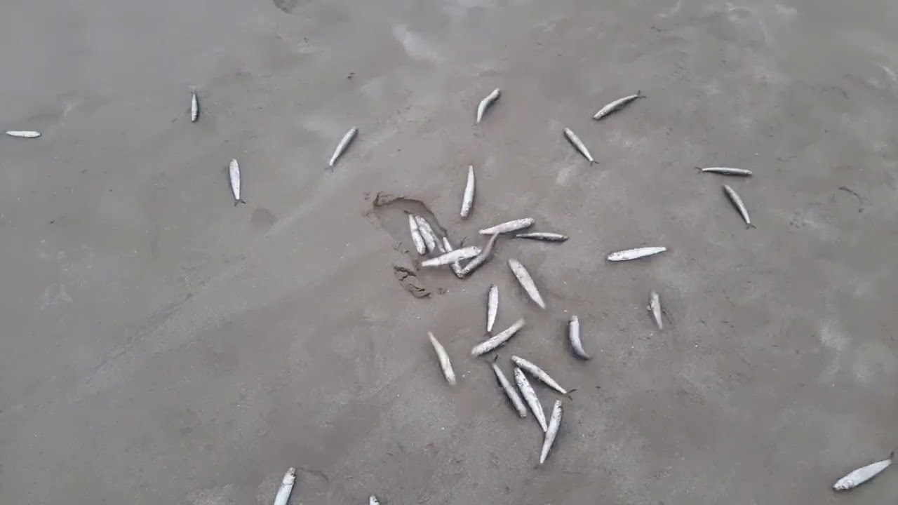 Dog and Sardines and more sardines and some feet .