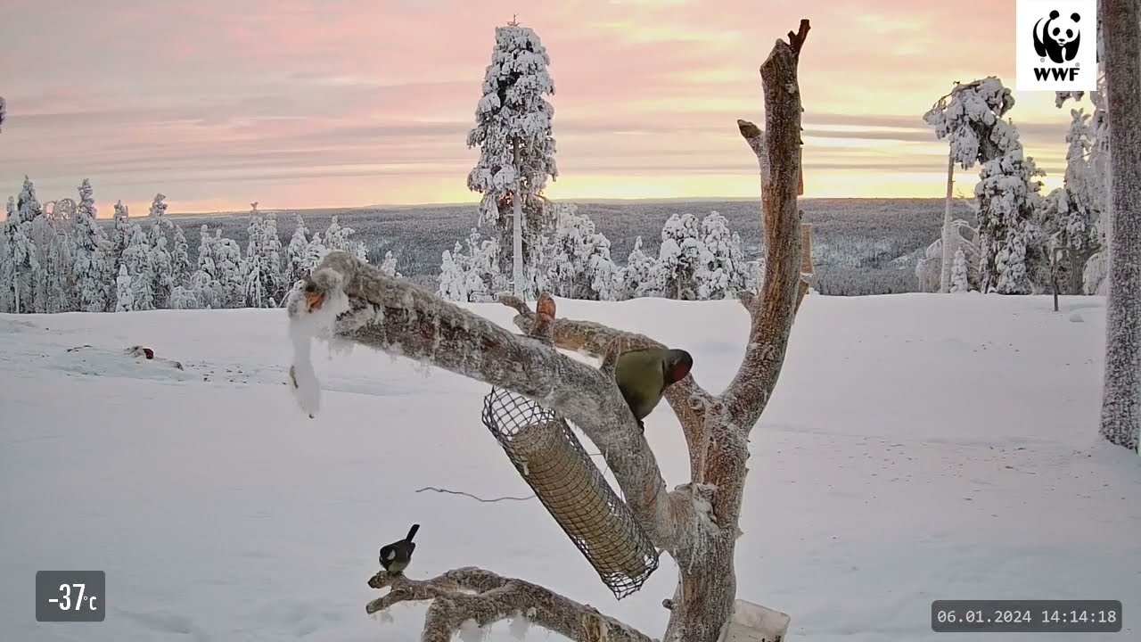 WWF:n Luontoliven talvilintukamera 2023-2024: parhaat hetket