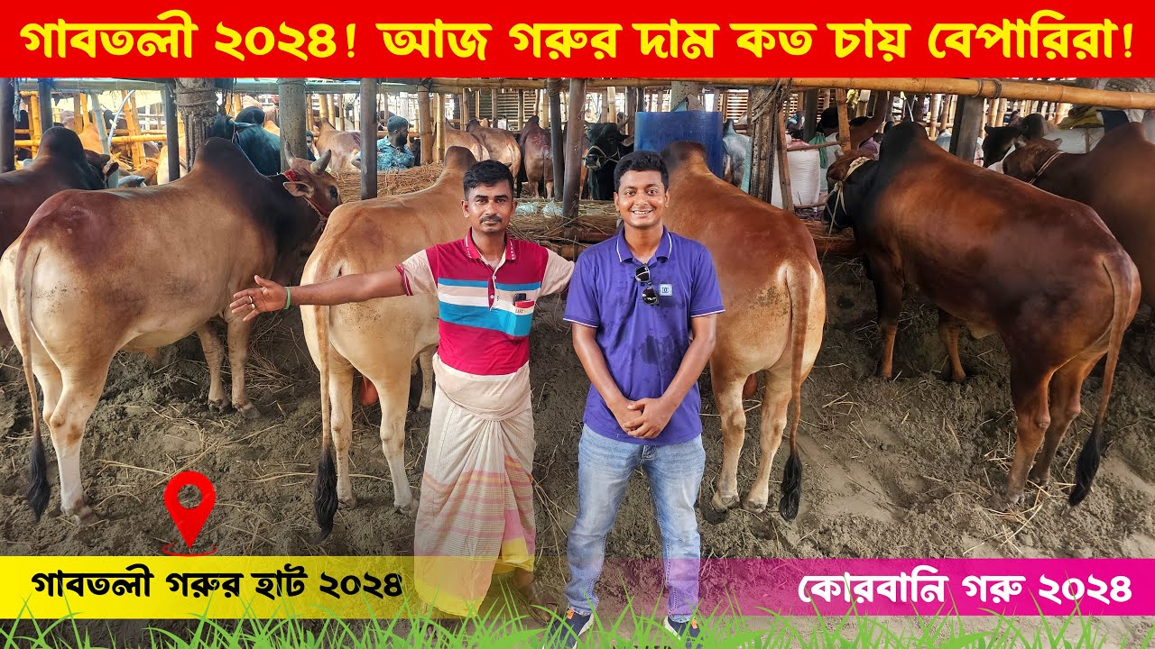 কোরবানি গরু আজ কত দাম চায় বেপারিরা ? গাবতলী গরুর হাট ২০২৪ || কৃষি ঘর