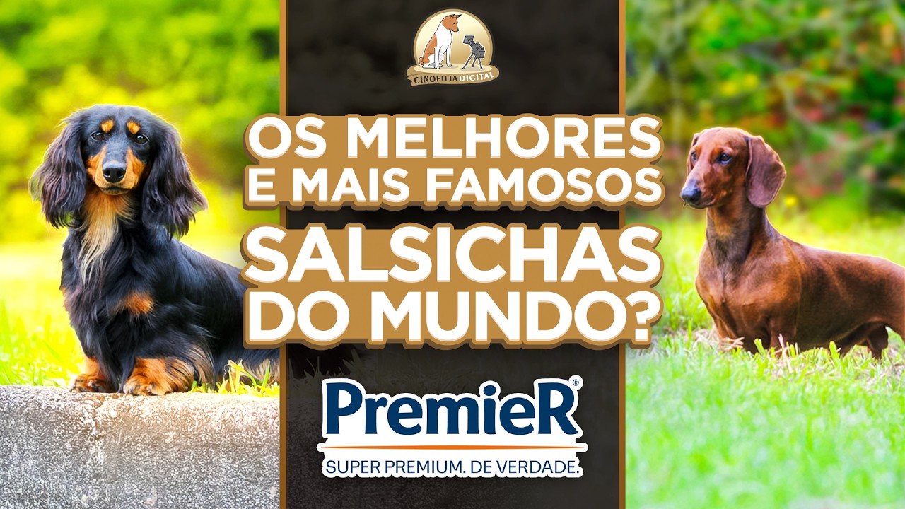 Canil Treis Pinheiros | Os Dachshunds Mais Famosos e Premiados do Mundo | Cinofilia Digital