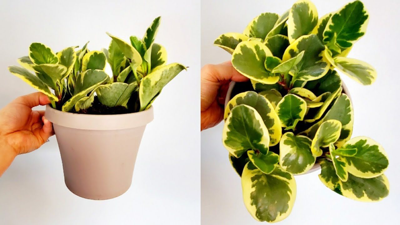 Peperomia Obtusifolia Variegata Golden Gate Part 001 | Plant Vlog 204