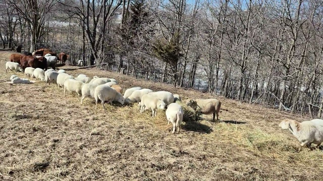 Standing on the High Ground - False Spring 