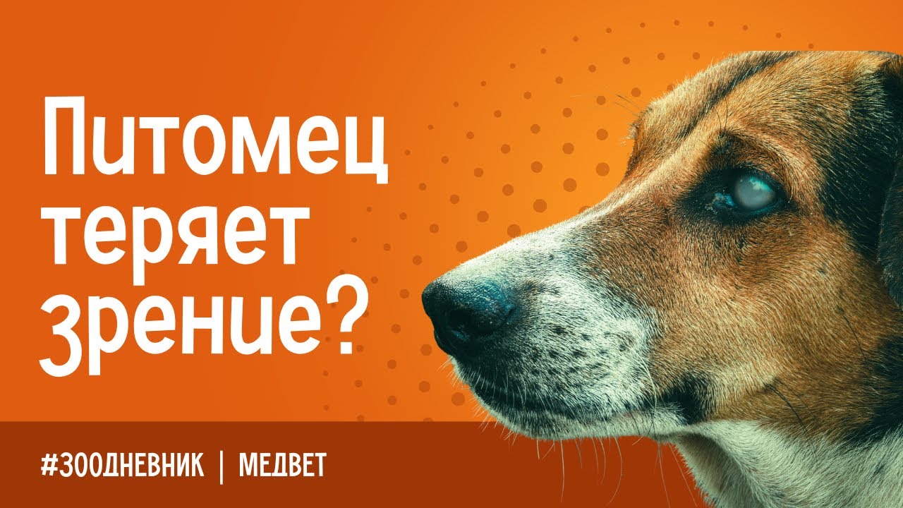 КАТАРАКТА у питомцев : что делать? 
