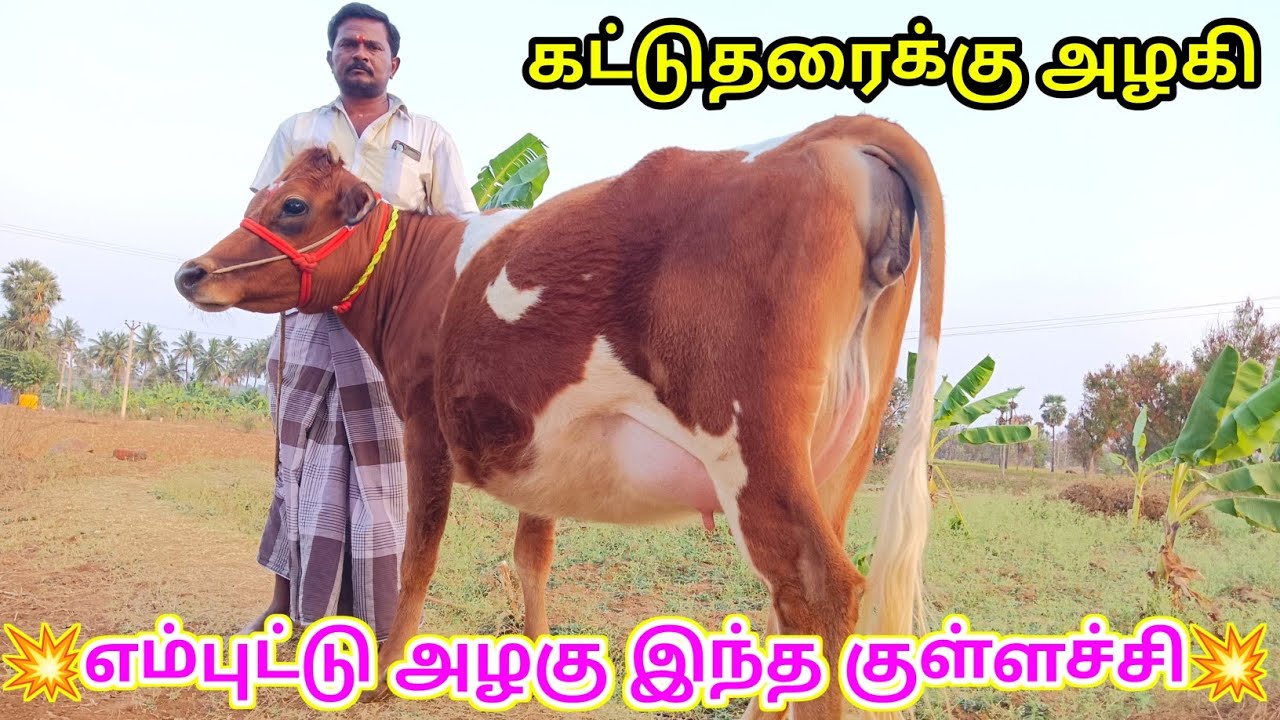 (04:03:2026) பார்ப்பவர்கள் கண்ணுபடும் அழகில் தரமான கலரில் அட்டகாசமான சினை மாடு விற்பனைக்கு